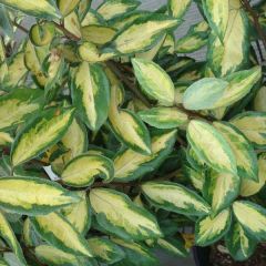Wintergrüne Ölweide Limelight - Elaeagnus ebbingei