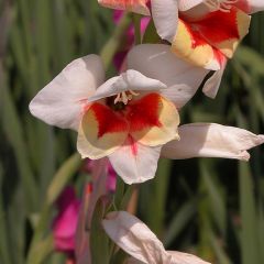 Großblütige Gladiole Lorena - Gladiolus