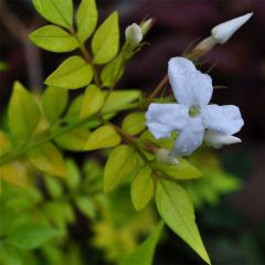 Echter Jasmin - Jasminum officinale Aureum