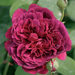 Rosa William Shakespeare 2000 - Englische Rose