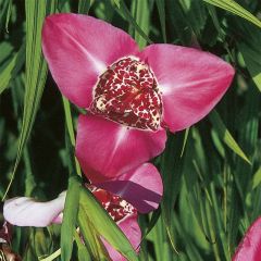 Tigridia pavonia Lilacea - Tigerblume