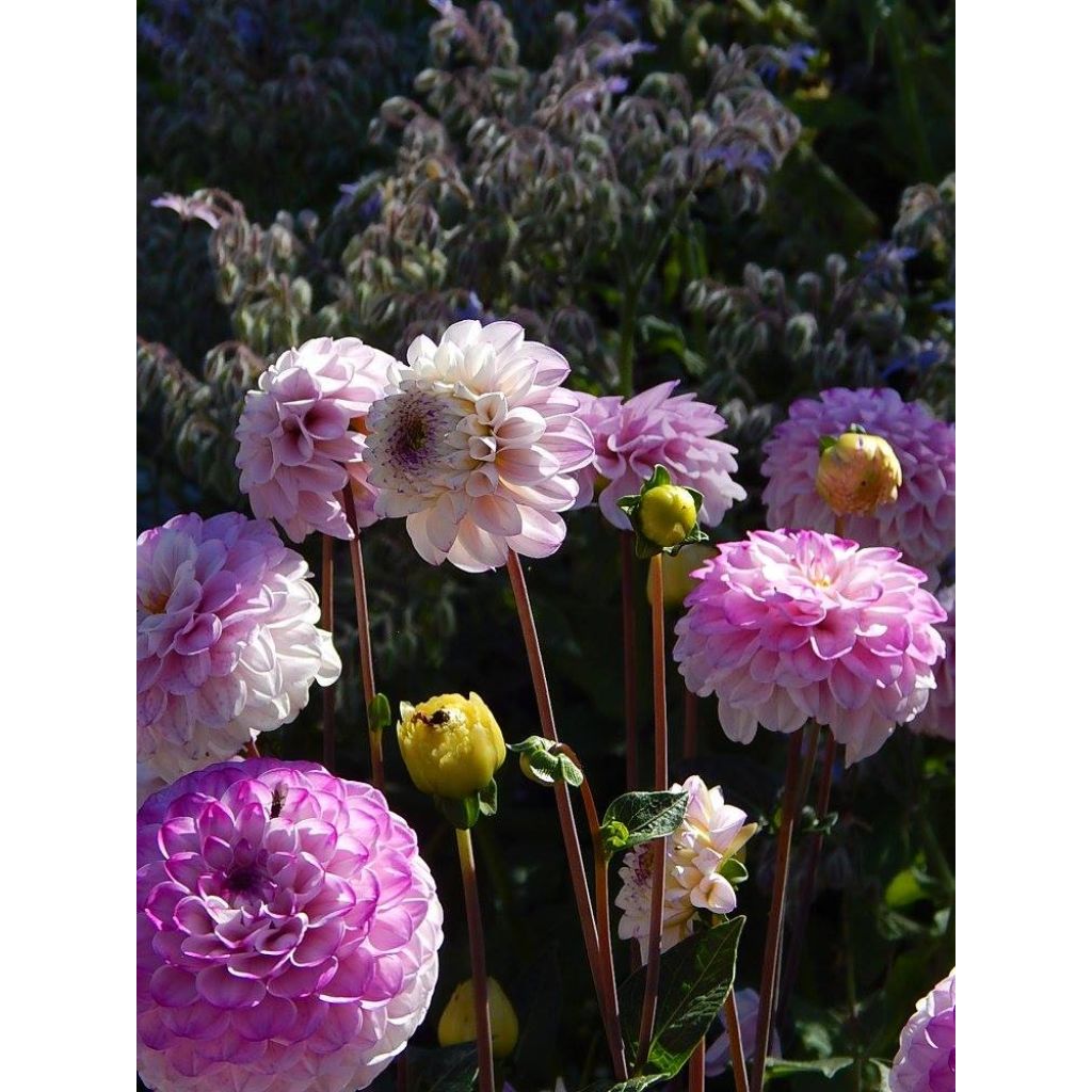 Pompon-Dahlie Genova