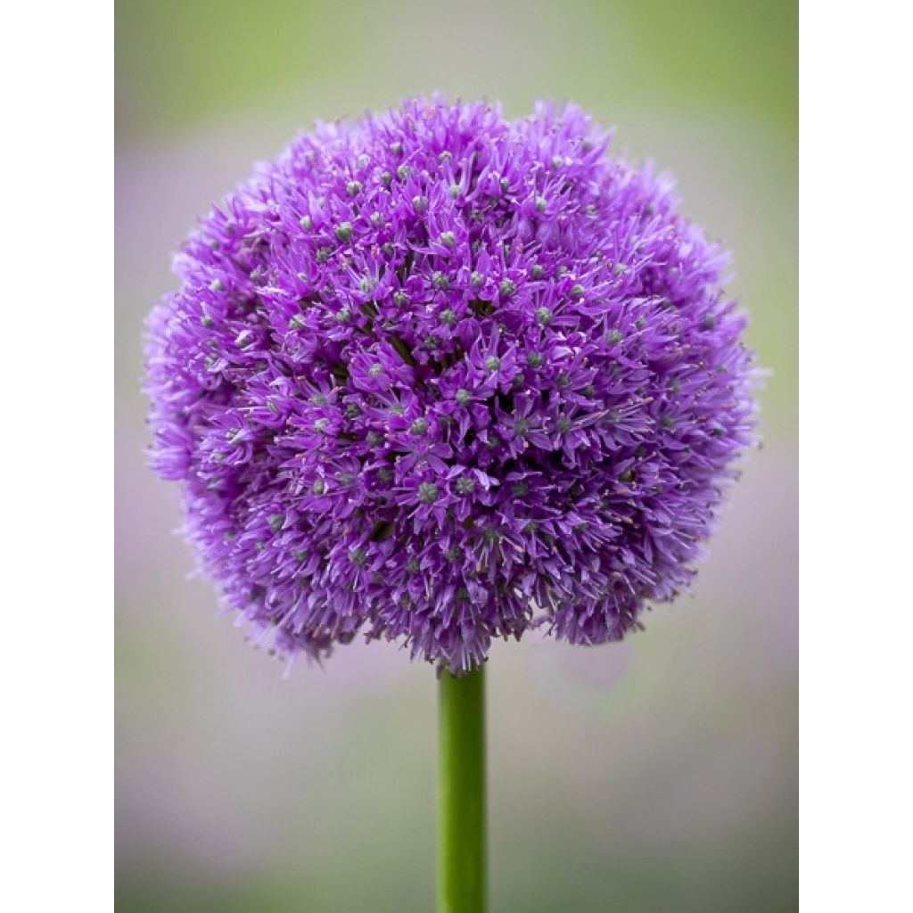 Allium macleanii - Zierlauch