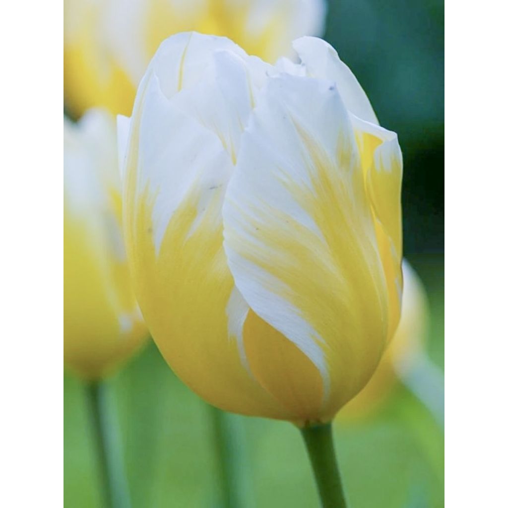 Triumph-Tulpe Happy People