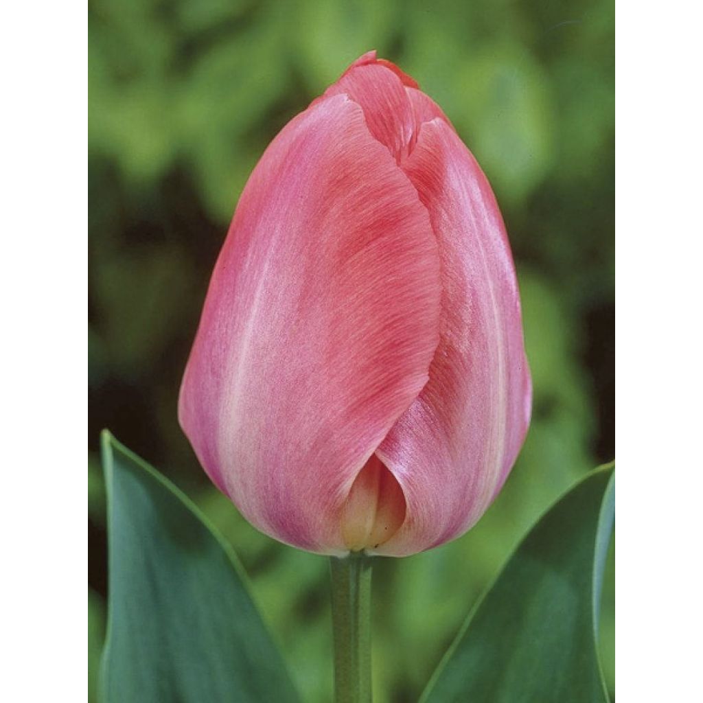 Darwin-Hybrid-Tulpe Van Eijk