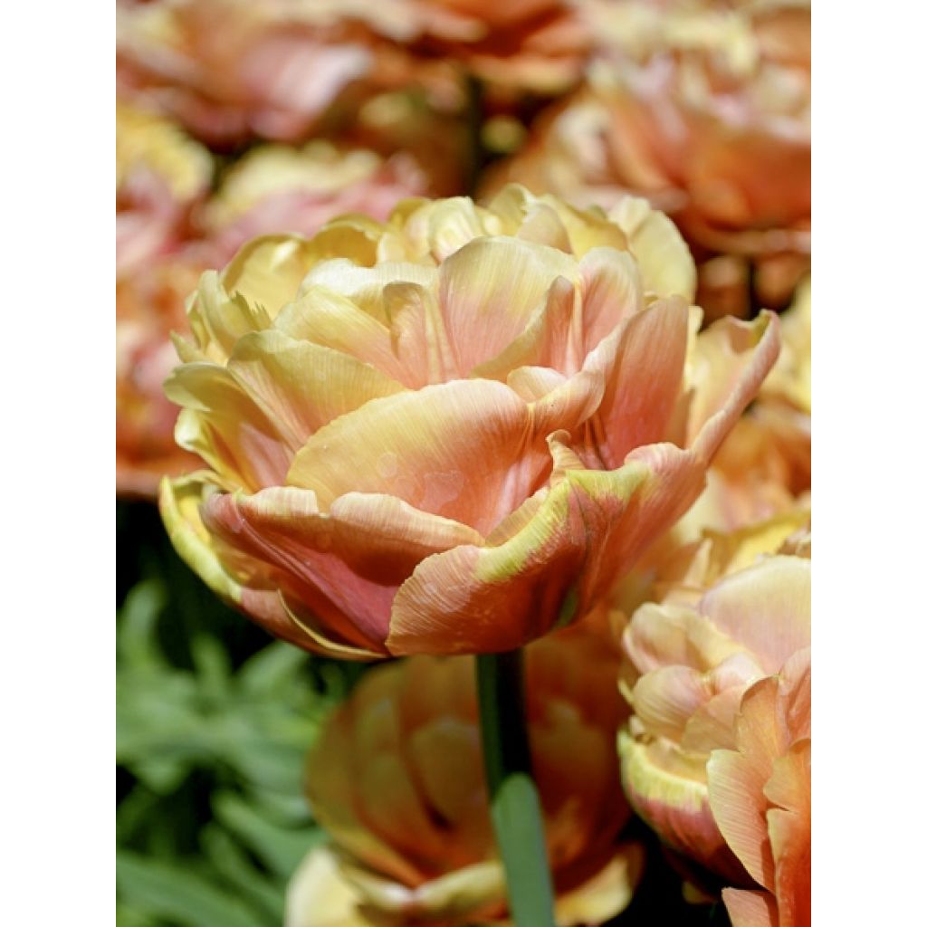 Frühe Gefüllte Tulpe Copper Image