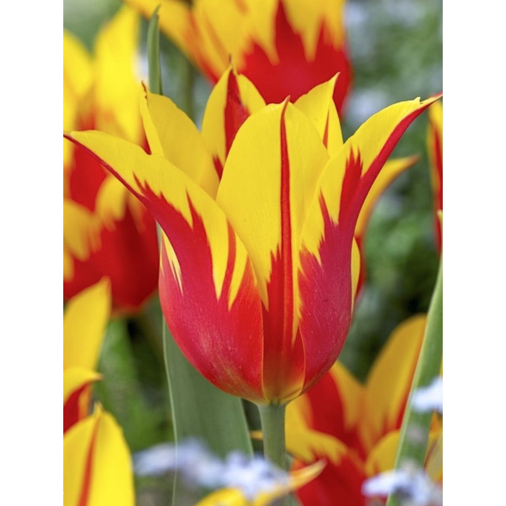 Lilienblütige Tulpe Fire Wings