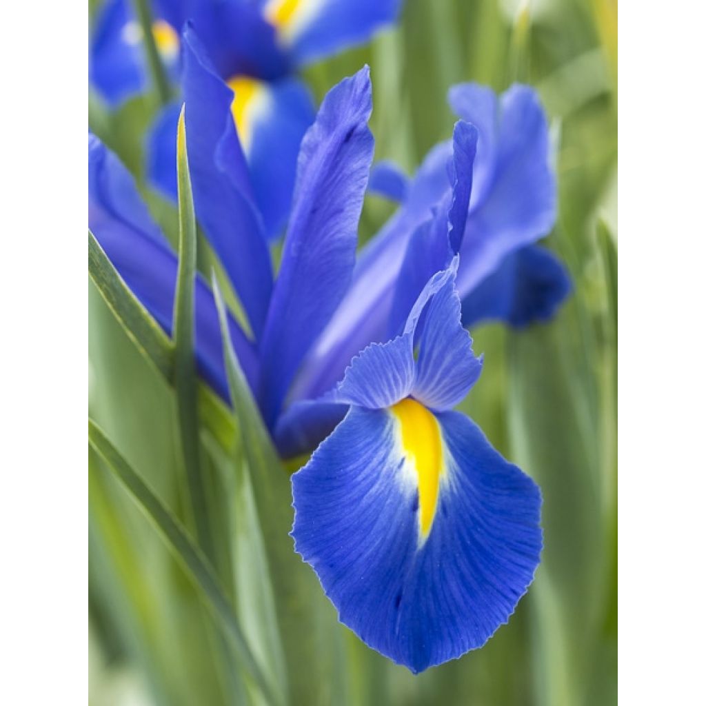 Iris hollandica Professor Blaauw - Holländische Schwertlilie