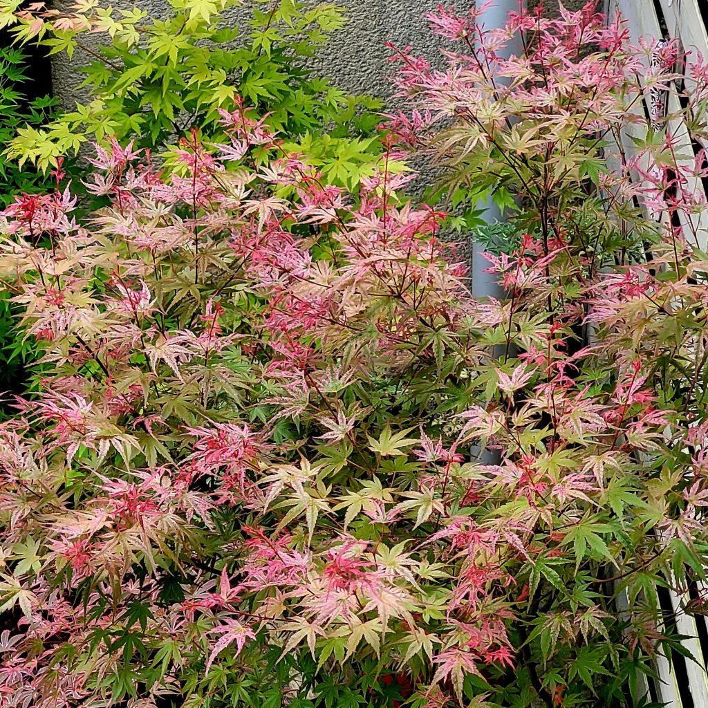 Acer palmatum Phoenix - Fächerahorn