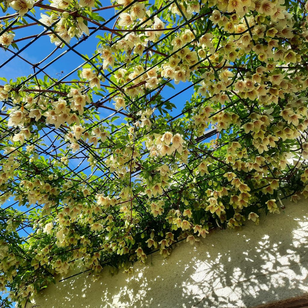 Clematis napaulensis Christmas Surprise - Waldrebe