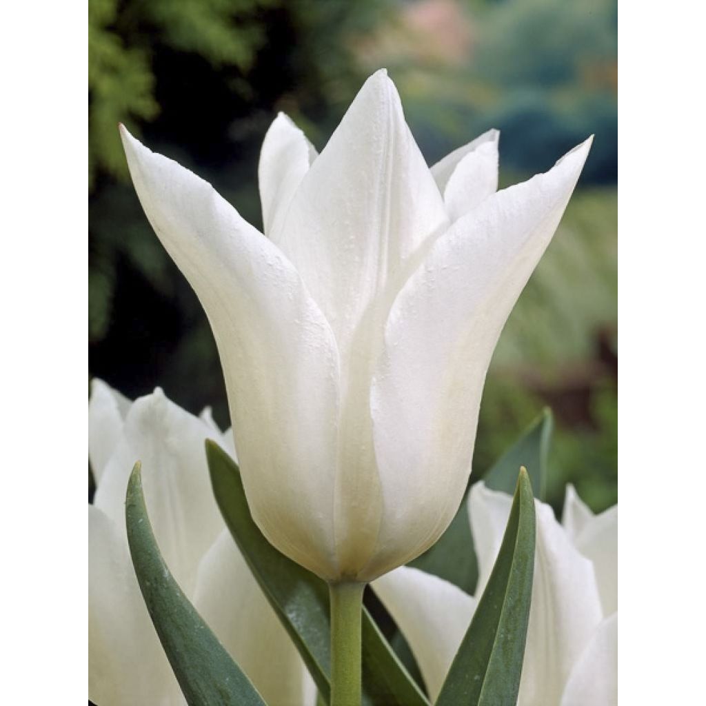 Lilienblütige Tulpe White Triumphator