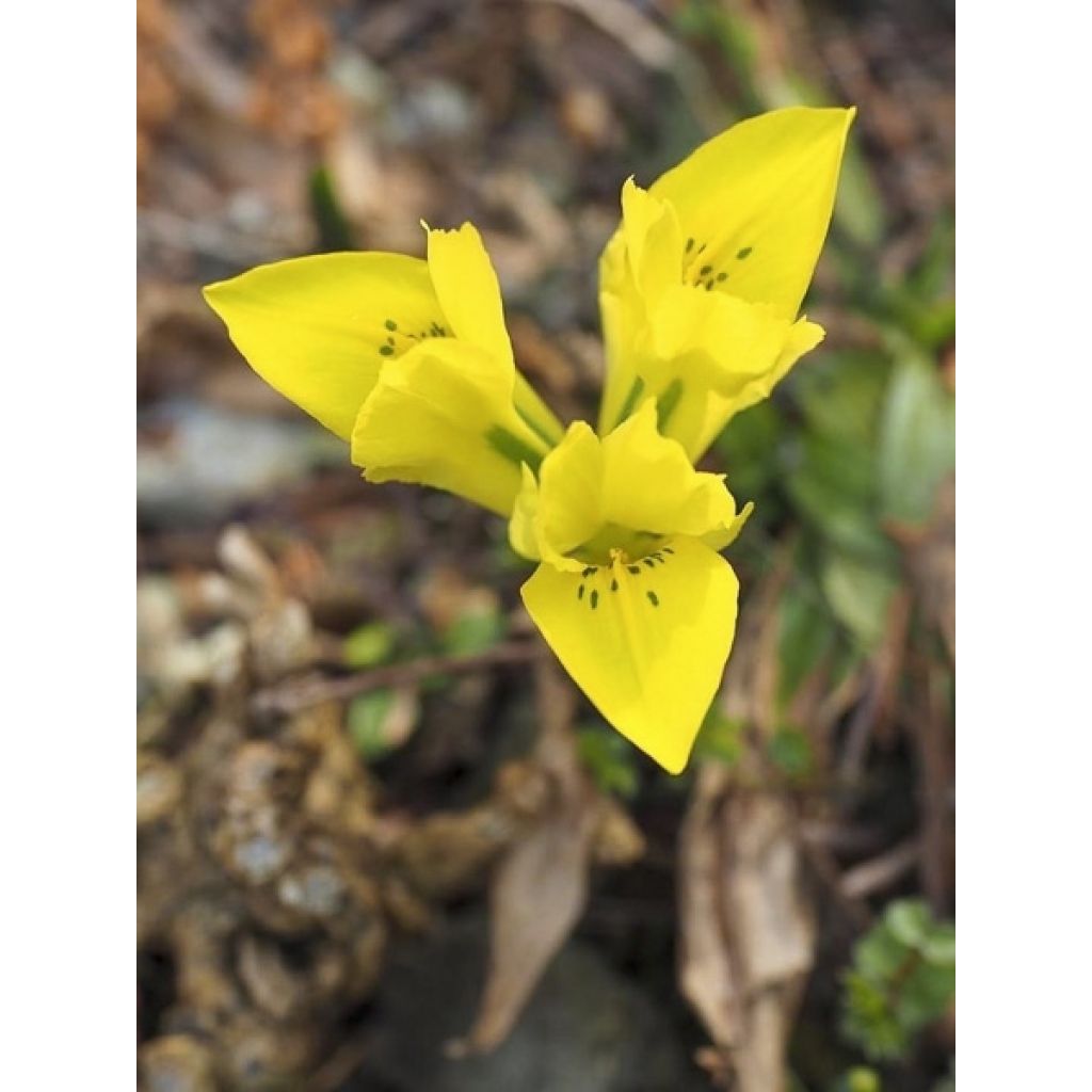 Iris reticulata danfordiae - Netzblatt-Schwertlilie