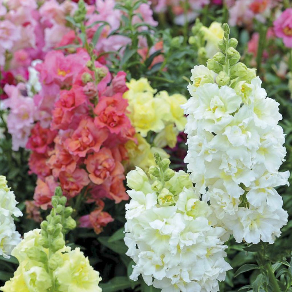 Löwenmäulchen Double Madame Butterfly Mixed (Samen) - Antirrhinum