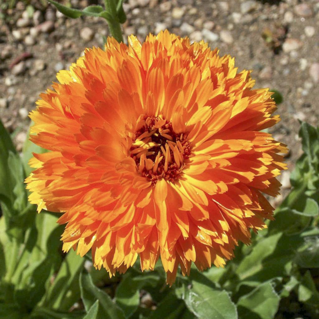 Garten-Ringelblume Ball’s Orange - Calendula