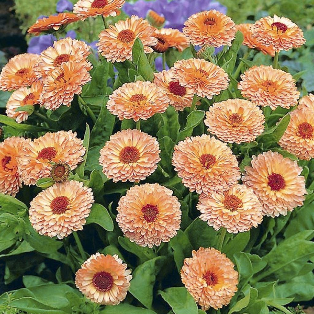 Garten-Ringelblume Pink Surprise - Calendula