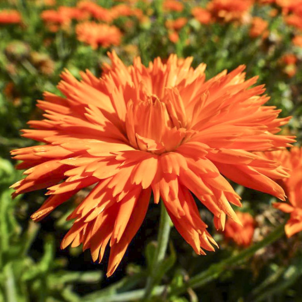 Garten-Ringelblume Porcupine - Calendula