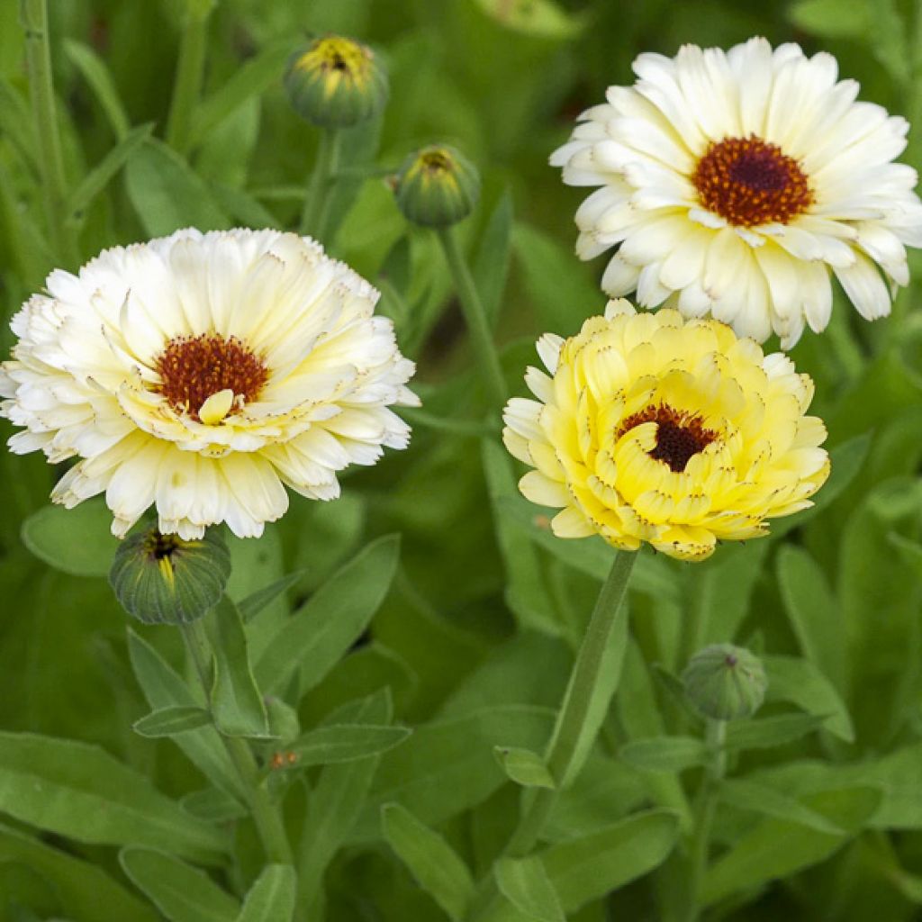 Ringelblume Snow Princess (Samen) - Calendula officinalis