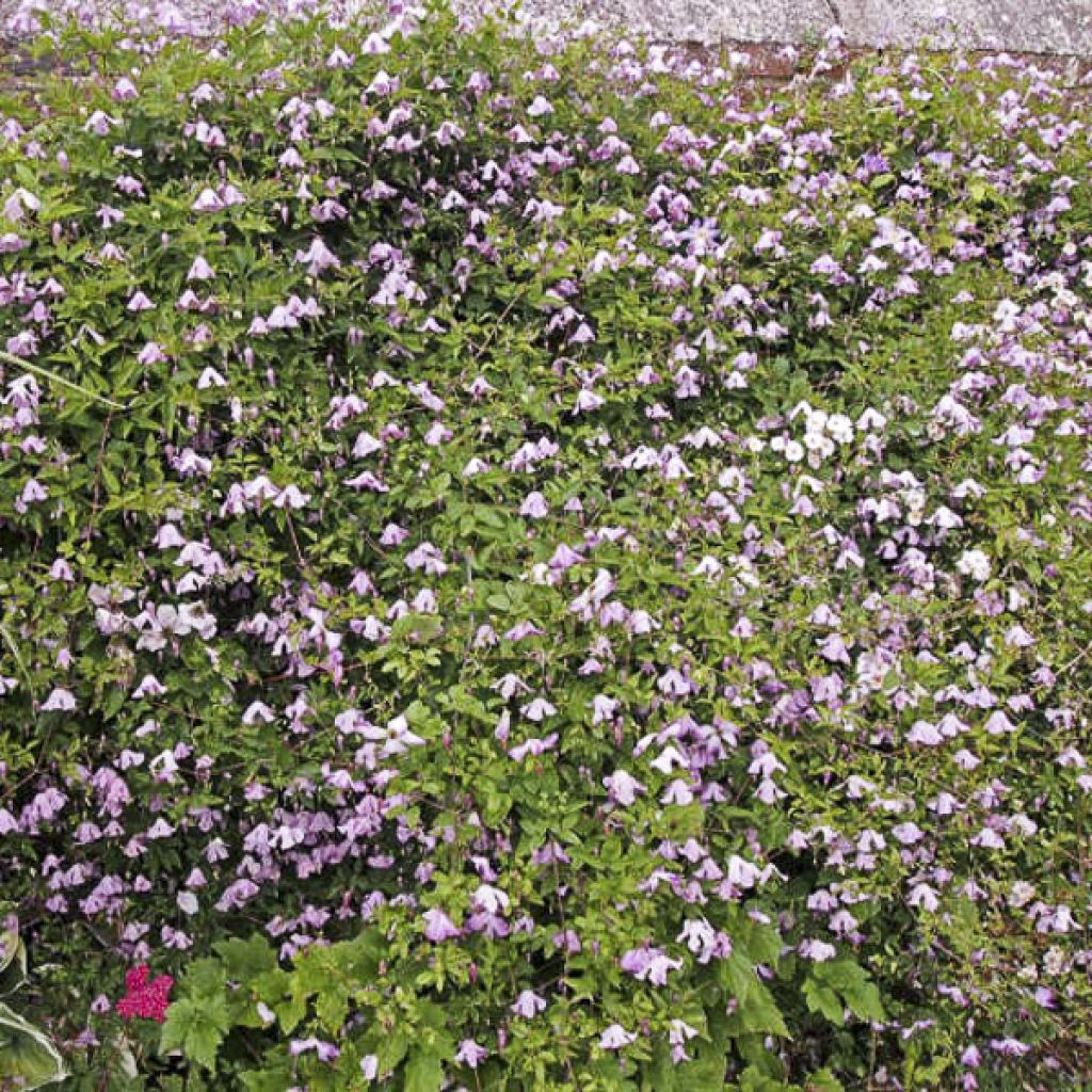 Clematis viticella Hagelby Pink - Waldrebe