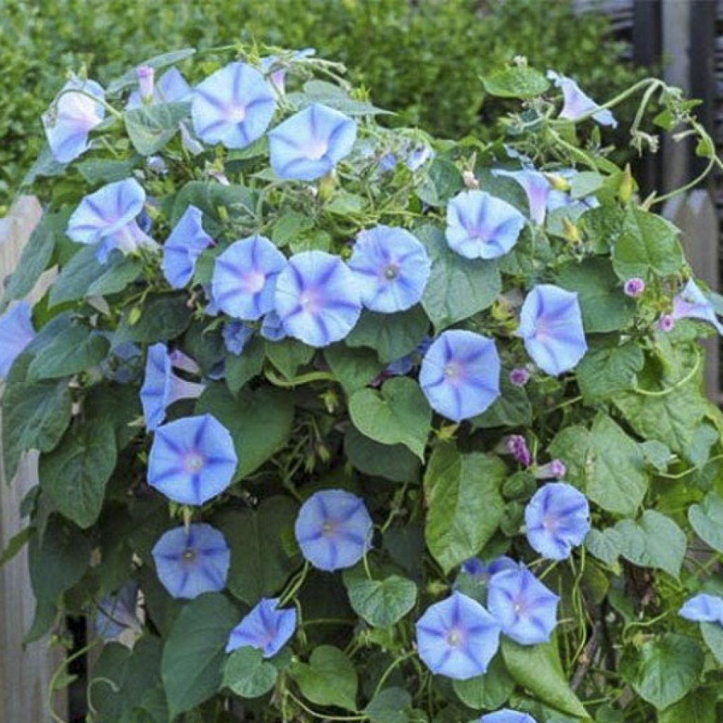 Ipomoea purpurea Light Blue Star (Samen) - Prunkwinde