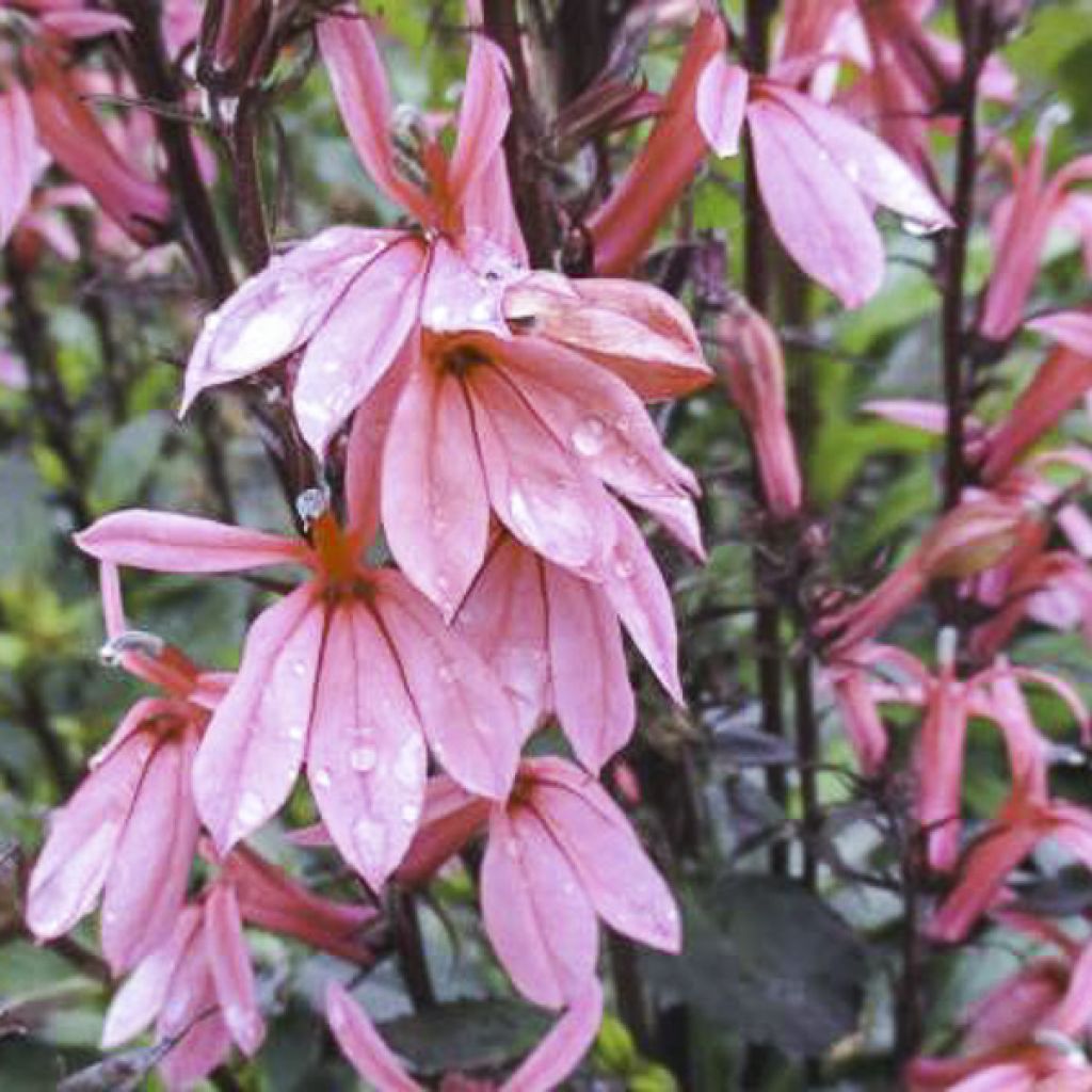Prachtlobelie Fan Orchid Rose - Lobelia speciosa