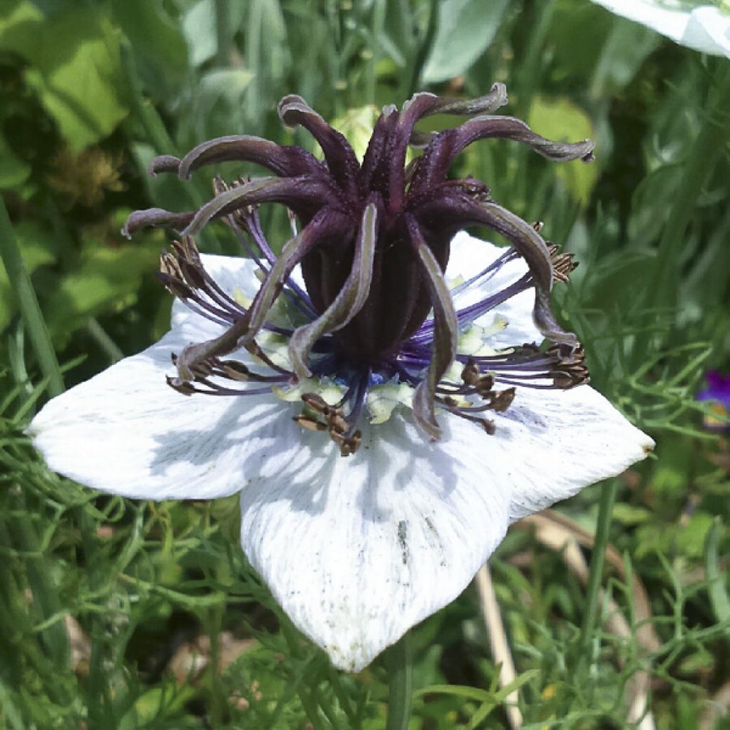 Nigella papillosa African Bride (Samen) - Schwarzkümmel
