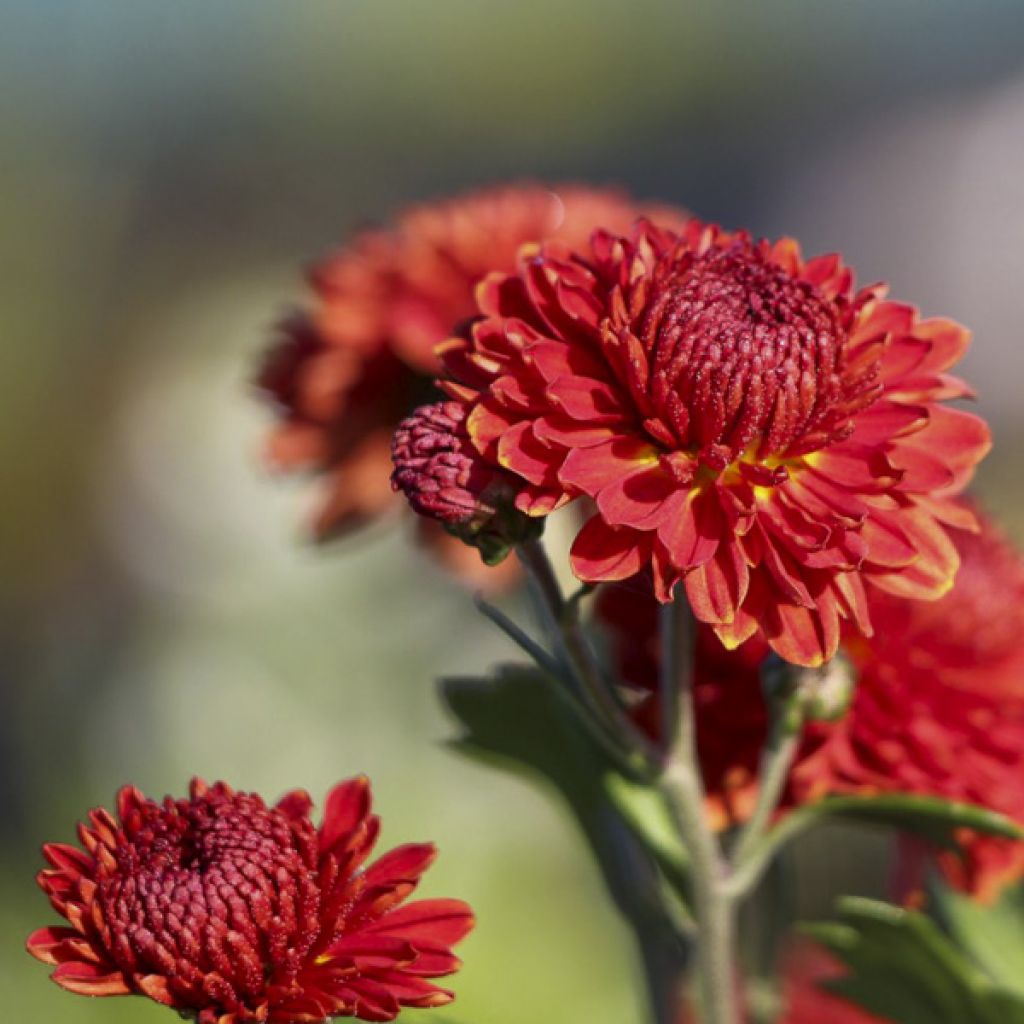 Chrysanthemum Rehauge - Herbst-Chrysantheme