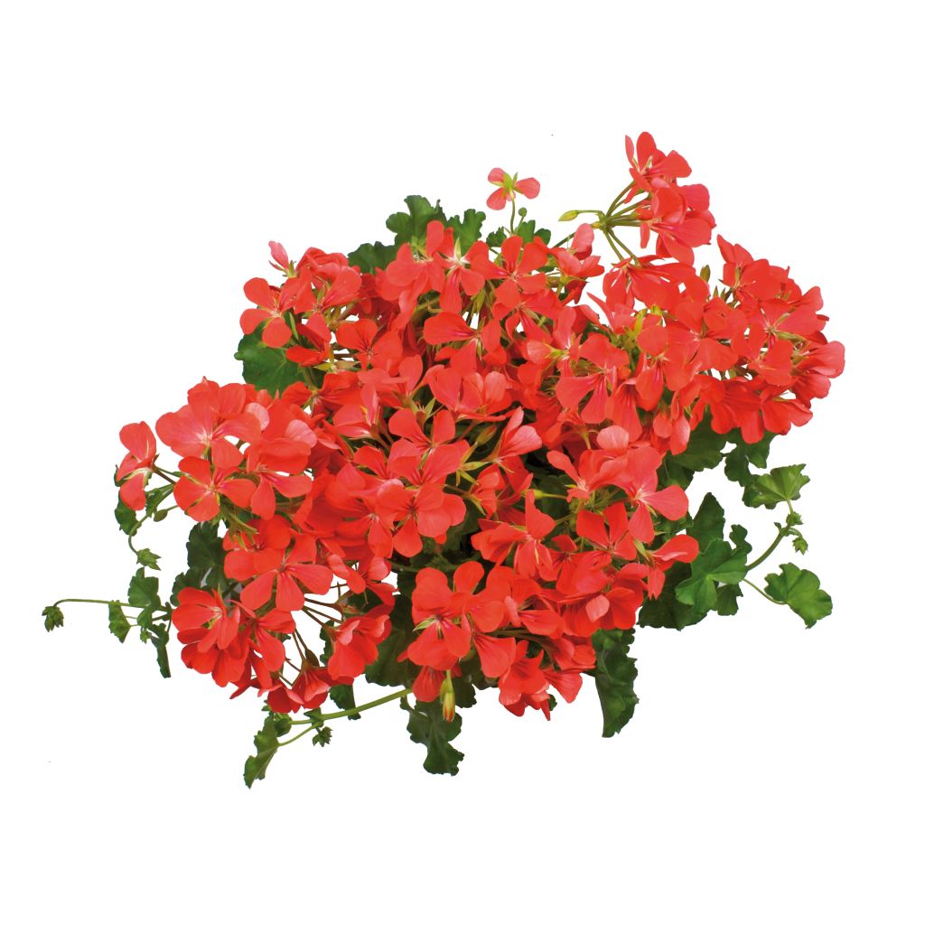 Hängegeranie Royal Single Orange - Pelargonium