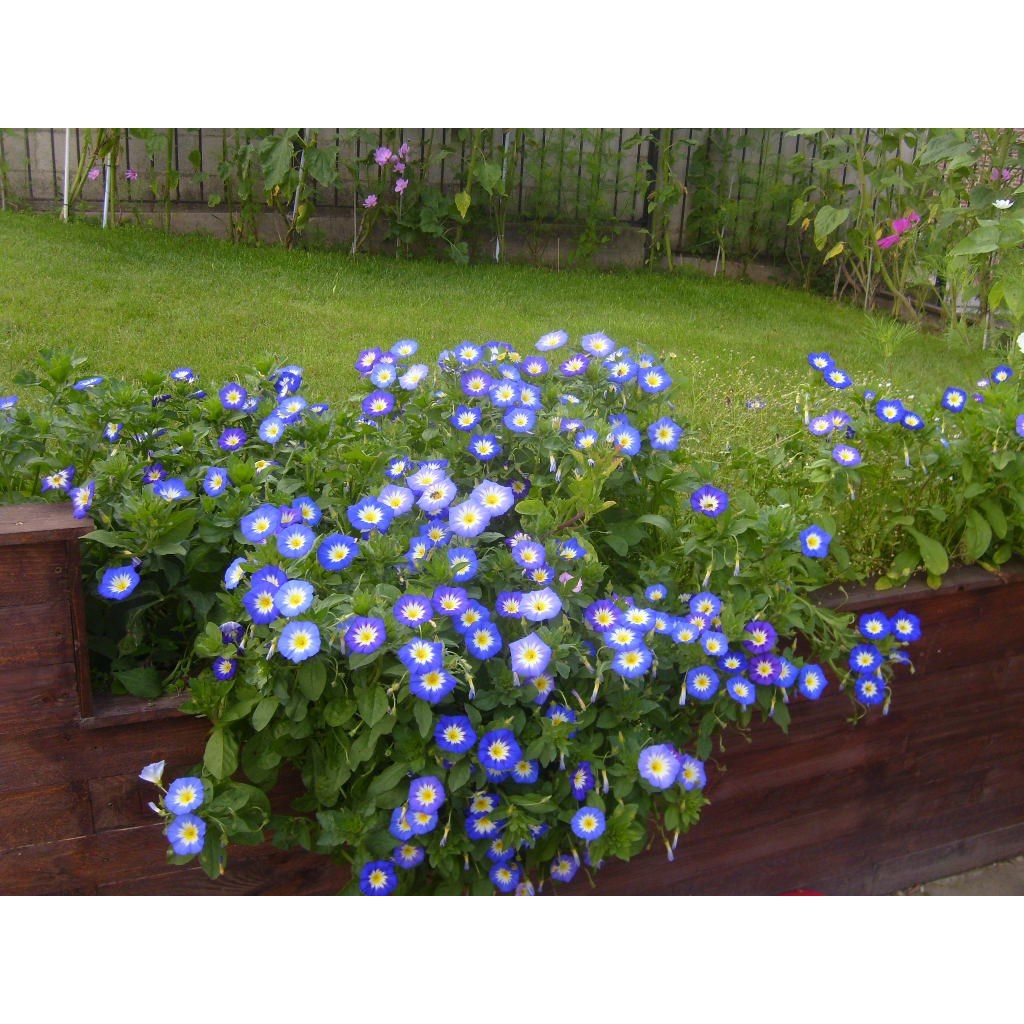 Convolvulus tricolor Pavillon Bleu (Samen) - Prachtwinde