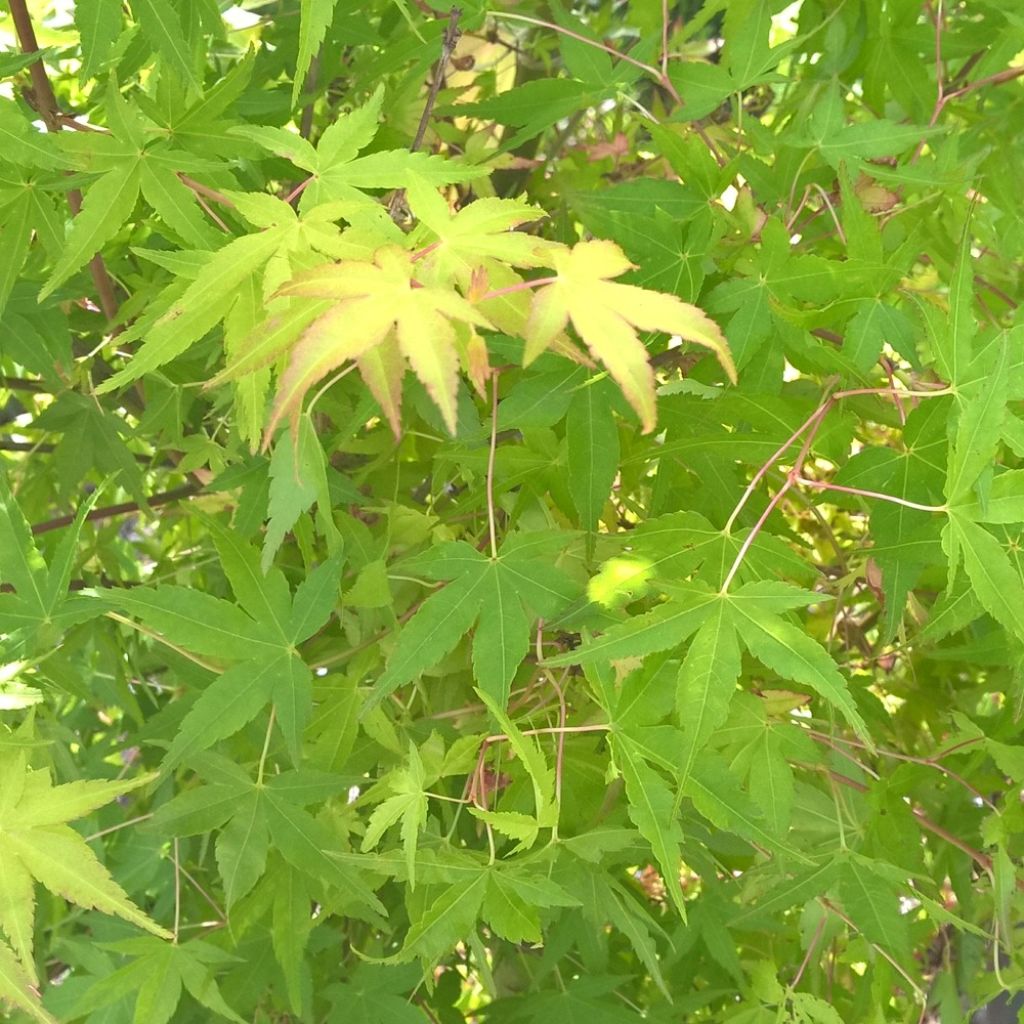 Fächerahorn Ueno Yama (Gepfropfte Pflanzen) - Acer palmatum