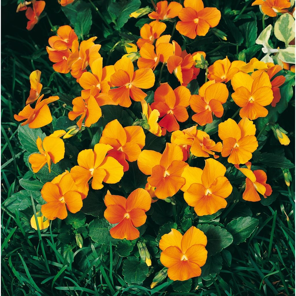 Horn-Veilchen F1 Penny Orange