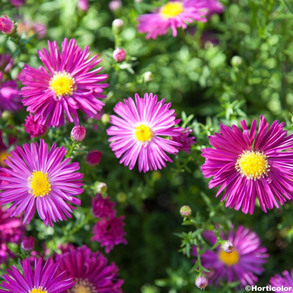 Aster novi-belgii Winston S. Churchill - Glattblatt-Aster
