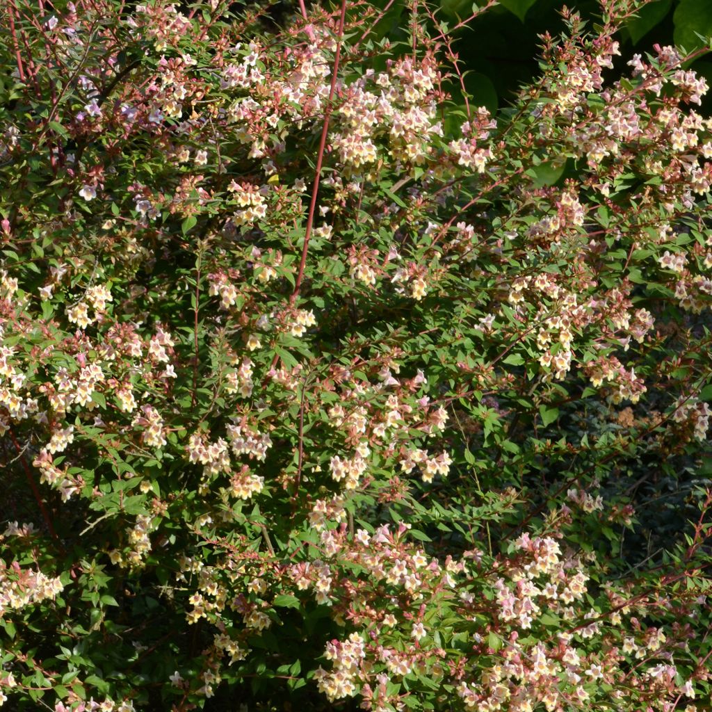 Abelia x grandiflora Sunny Charm® MINDUO1 - Abélia à grandes fleurs.
