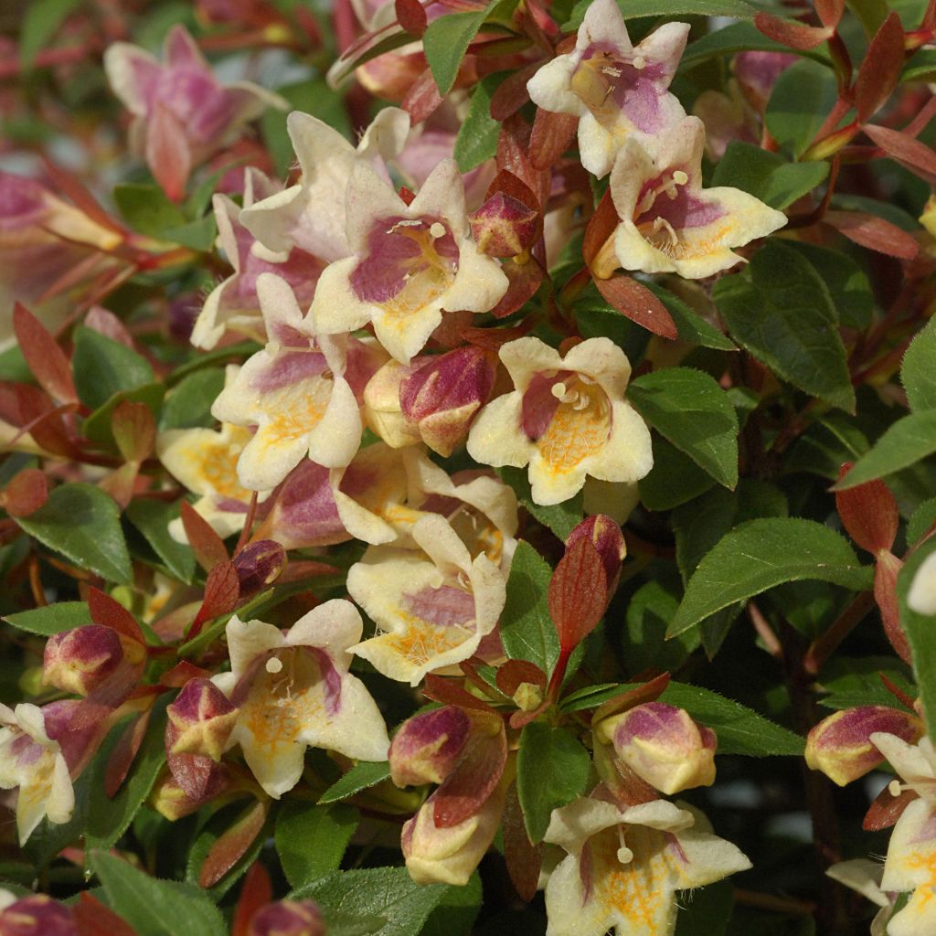 Abelia x grandiflora Sunny Charm® MINDUO1 - Abélia à grandes fleurs.