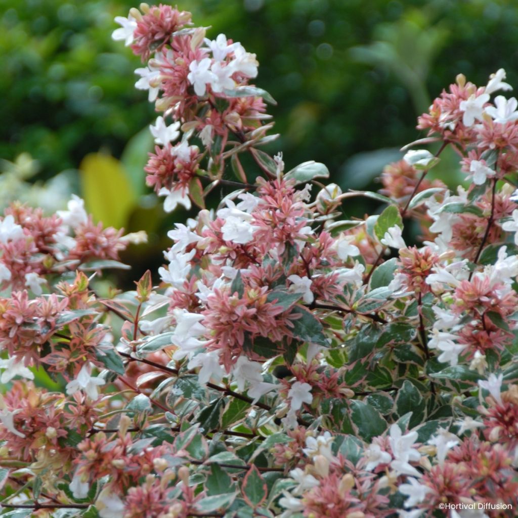 Abelia grandiflora Psykedelik