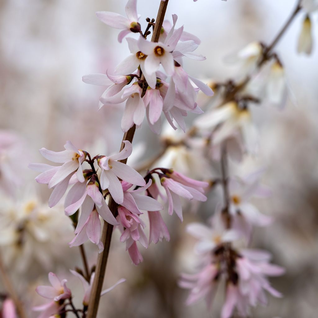 Abeliophyllum distichum Roseum - Rosenforsythie