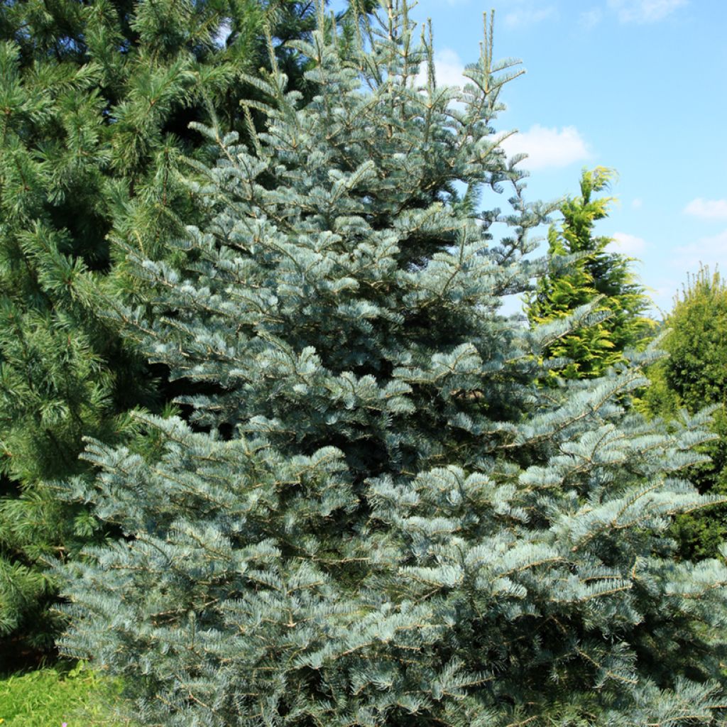 Abies concolor Violacea - Kolorado-Tanne