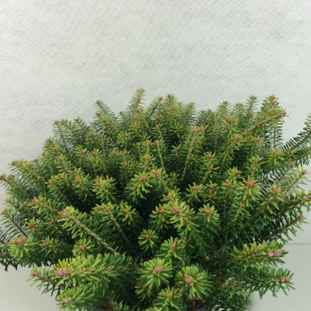 Abies koreana Luminetta - Koreanische Tanne