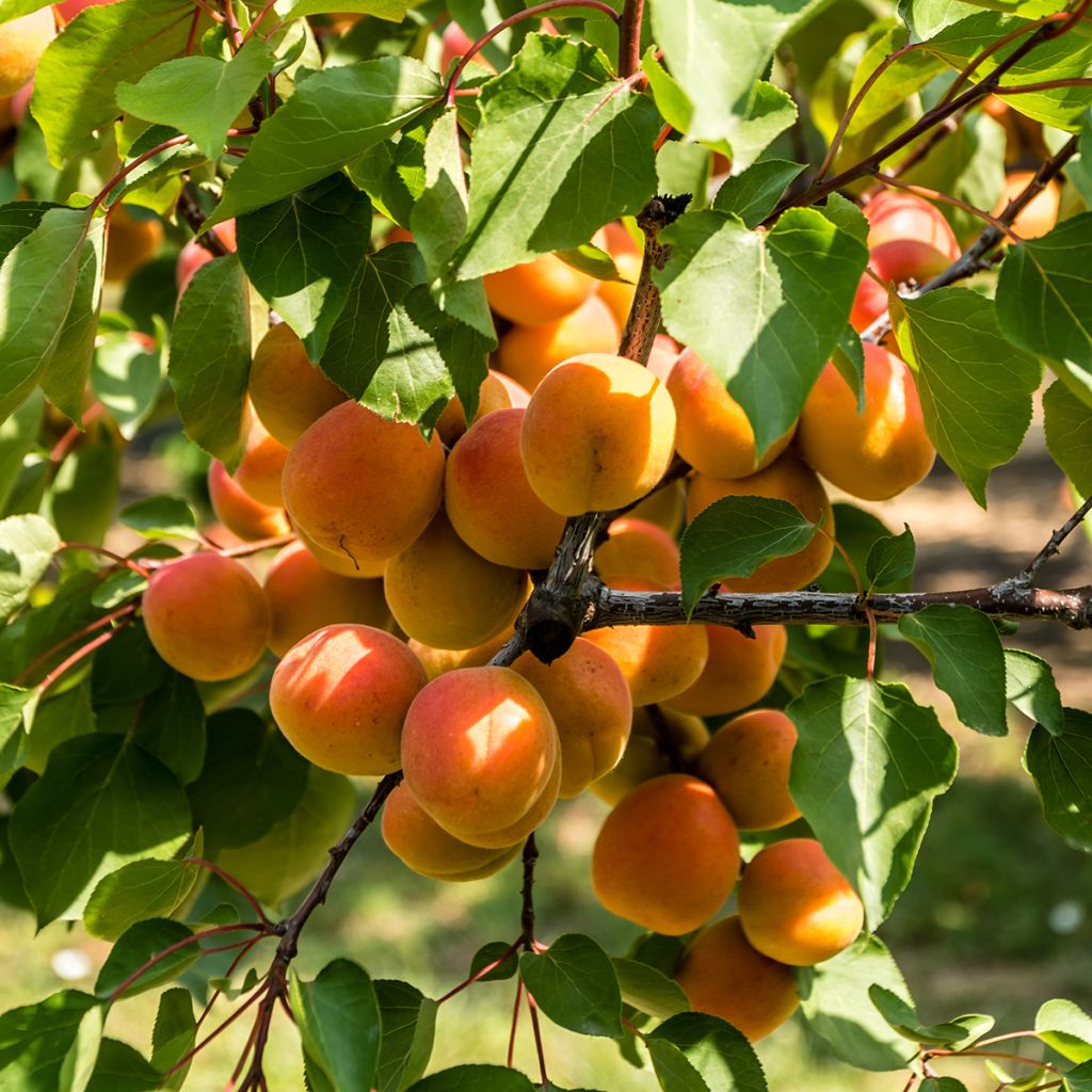 Aprikose Agostino - Prunus armeniaca