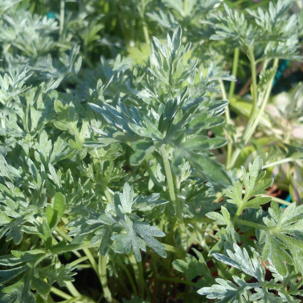 Wermut - Artemisia absinthium