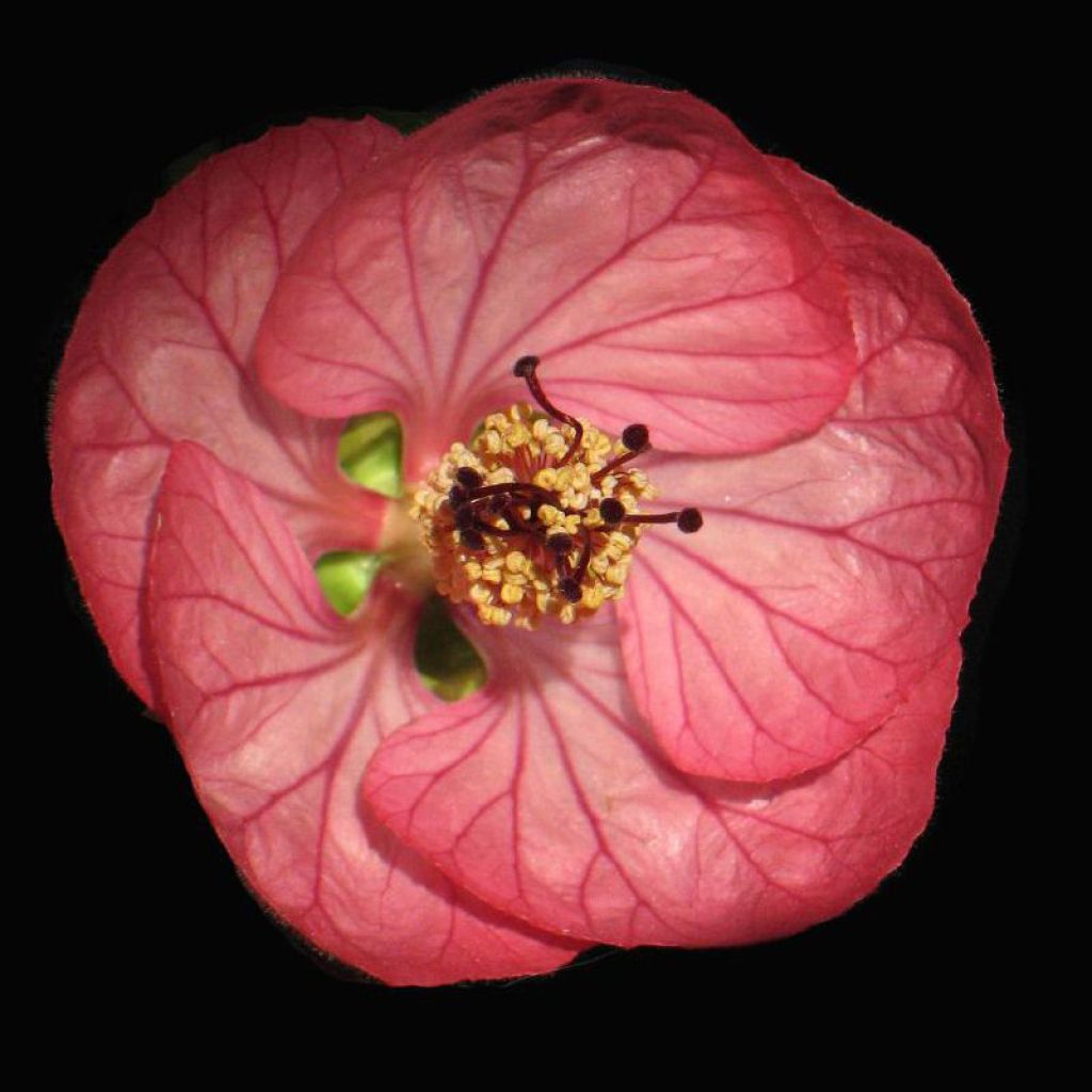 Abutilon Cerise Queen - Schönmalve