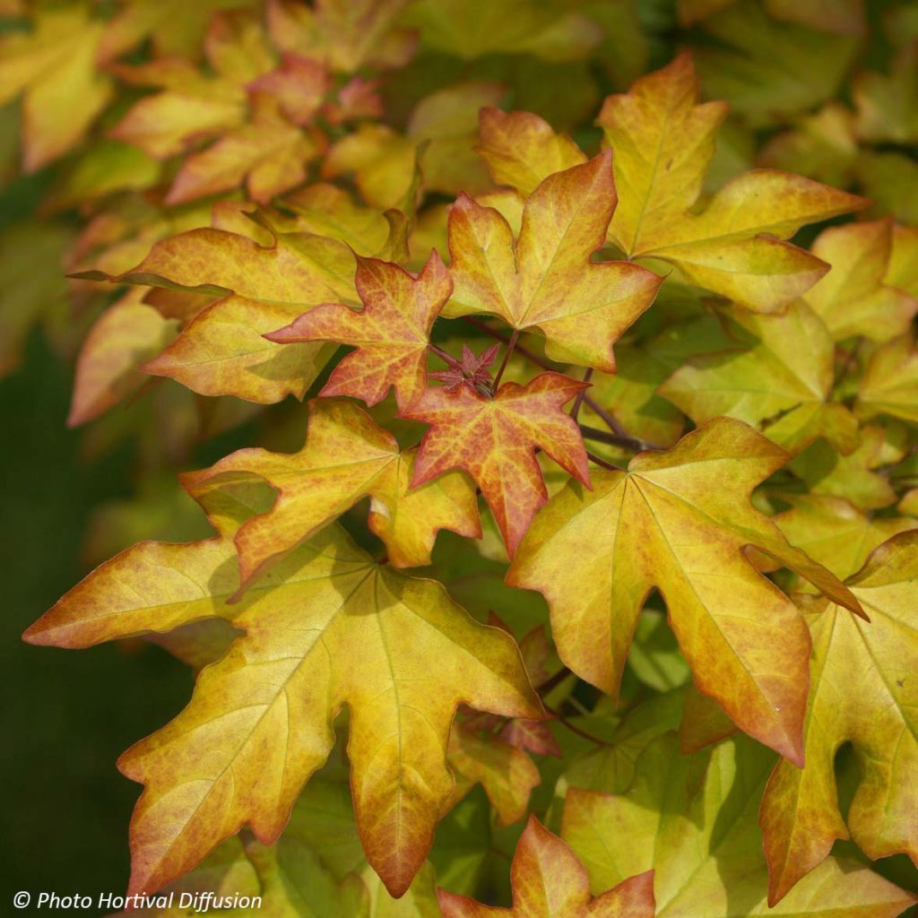 Erable - Acer X ORIENTALIA ® Minorient ®