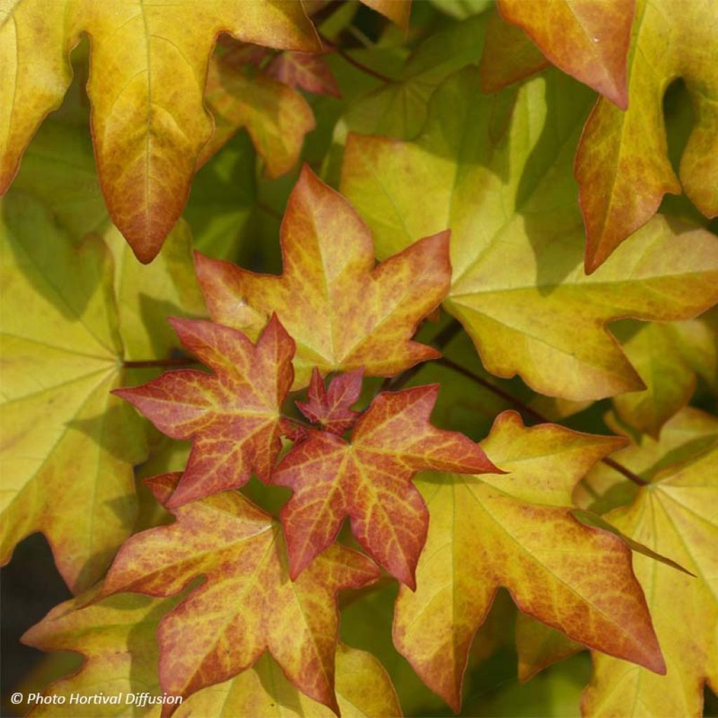 Erable - Acer X ORIENTALIA ® Minorient ®