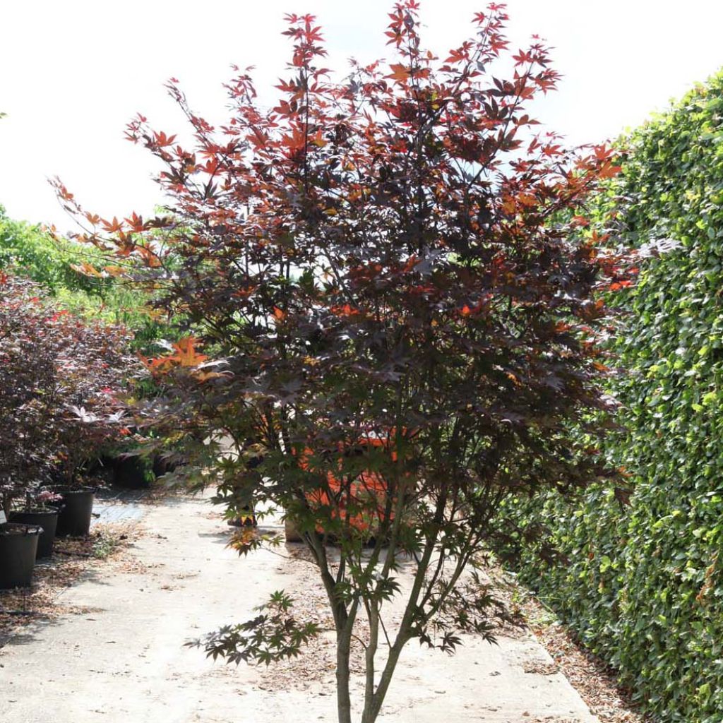 Fächerahorn Shindeshojo - Acer palmatum
