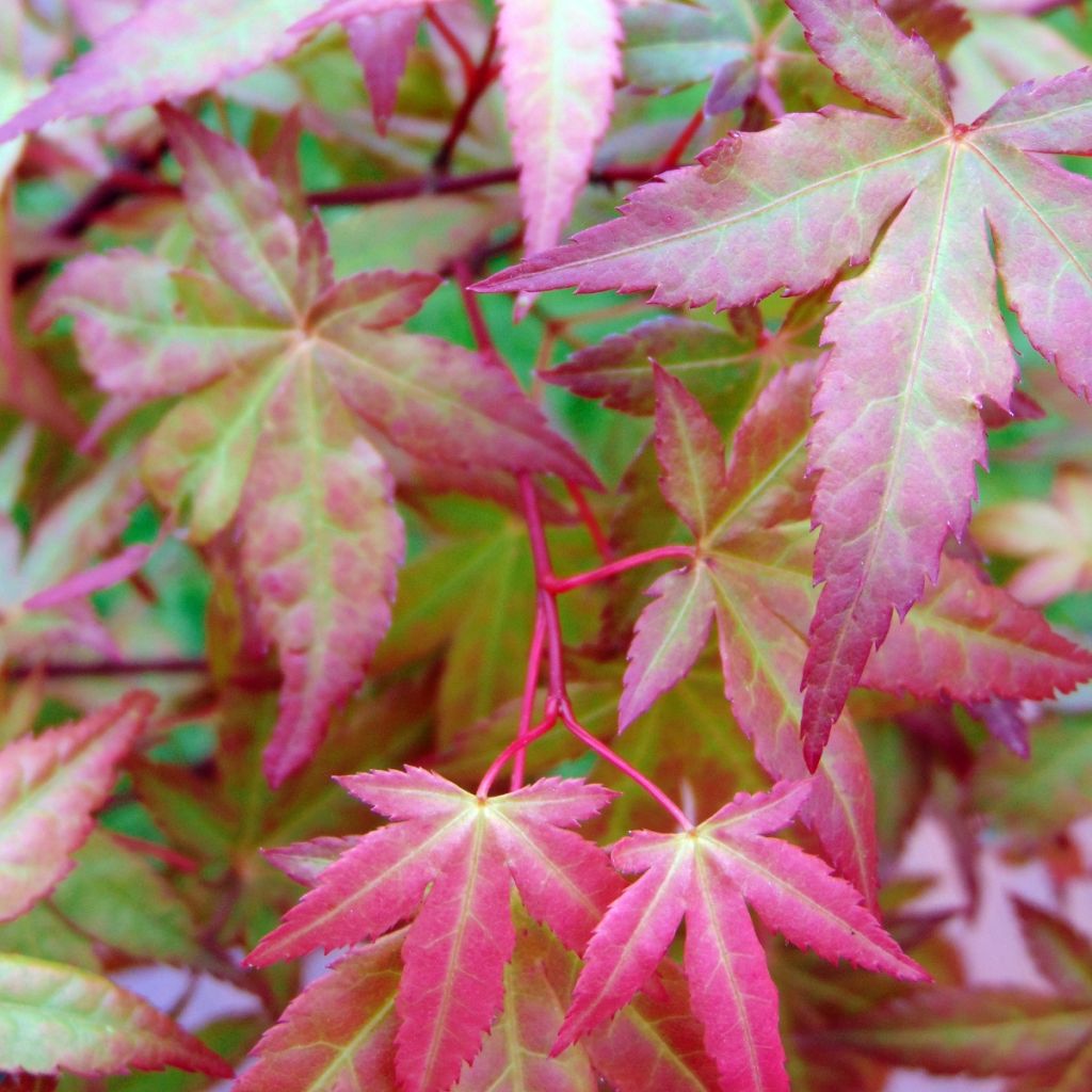 Fächerahorn Redwine - Acer palmatum
