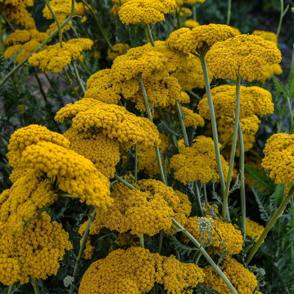 Achillea filipendulina Parker's Variety - Hohe Gelbe Schafgarbe
