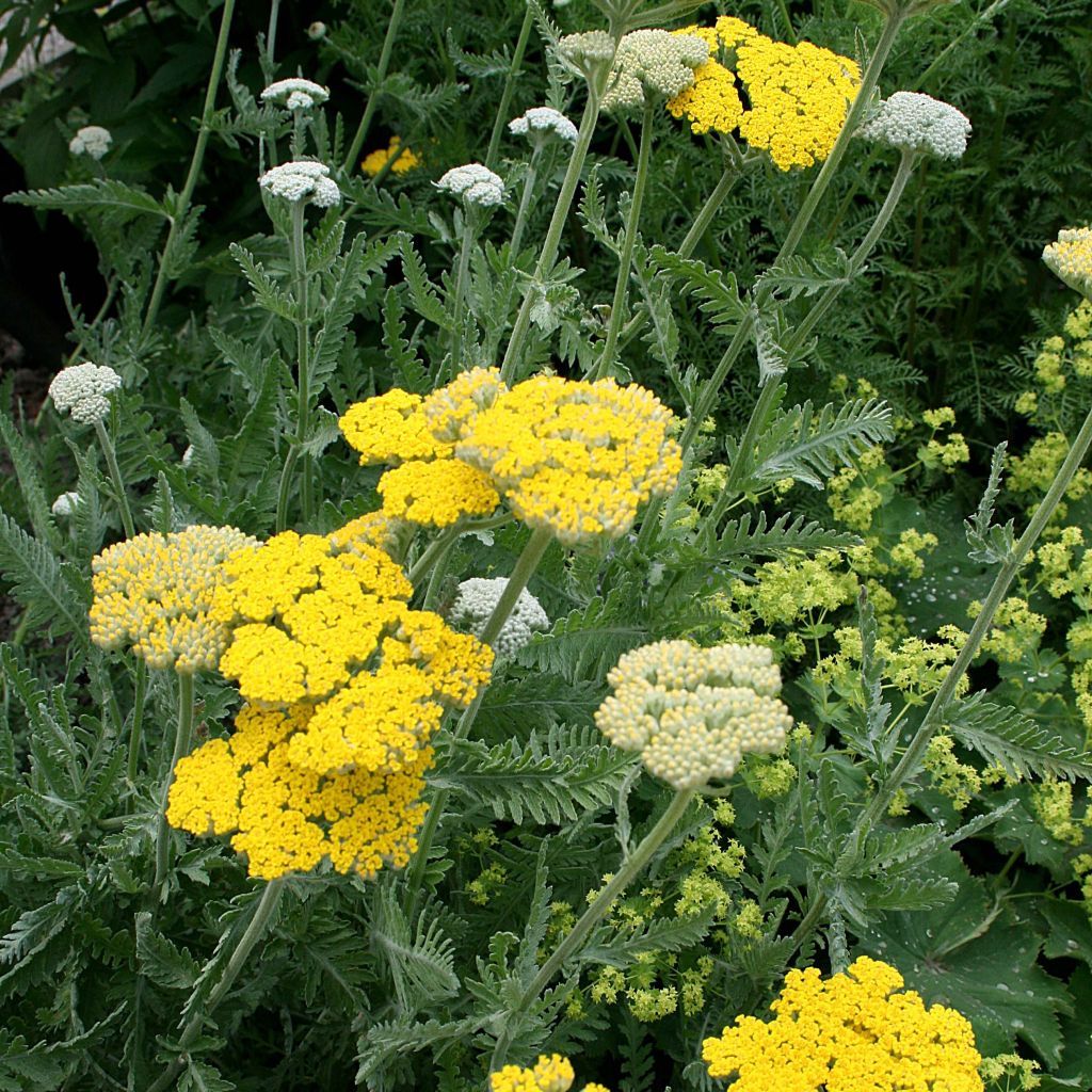 Achillea Coronation Gold - Filzige Schafgarbe