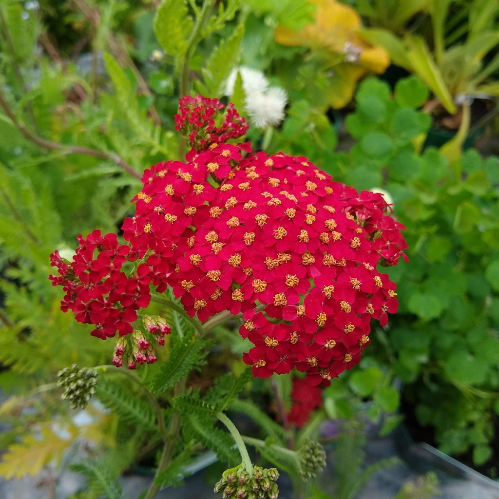 Achillea millefolium The Beacon - Gemeine Schafgarbe
