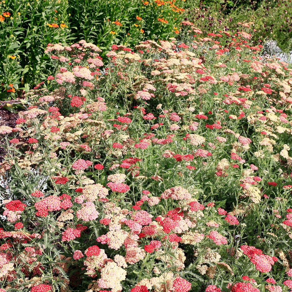 Achillea millefolium The Beacon - Gemeine Schafgarbe