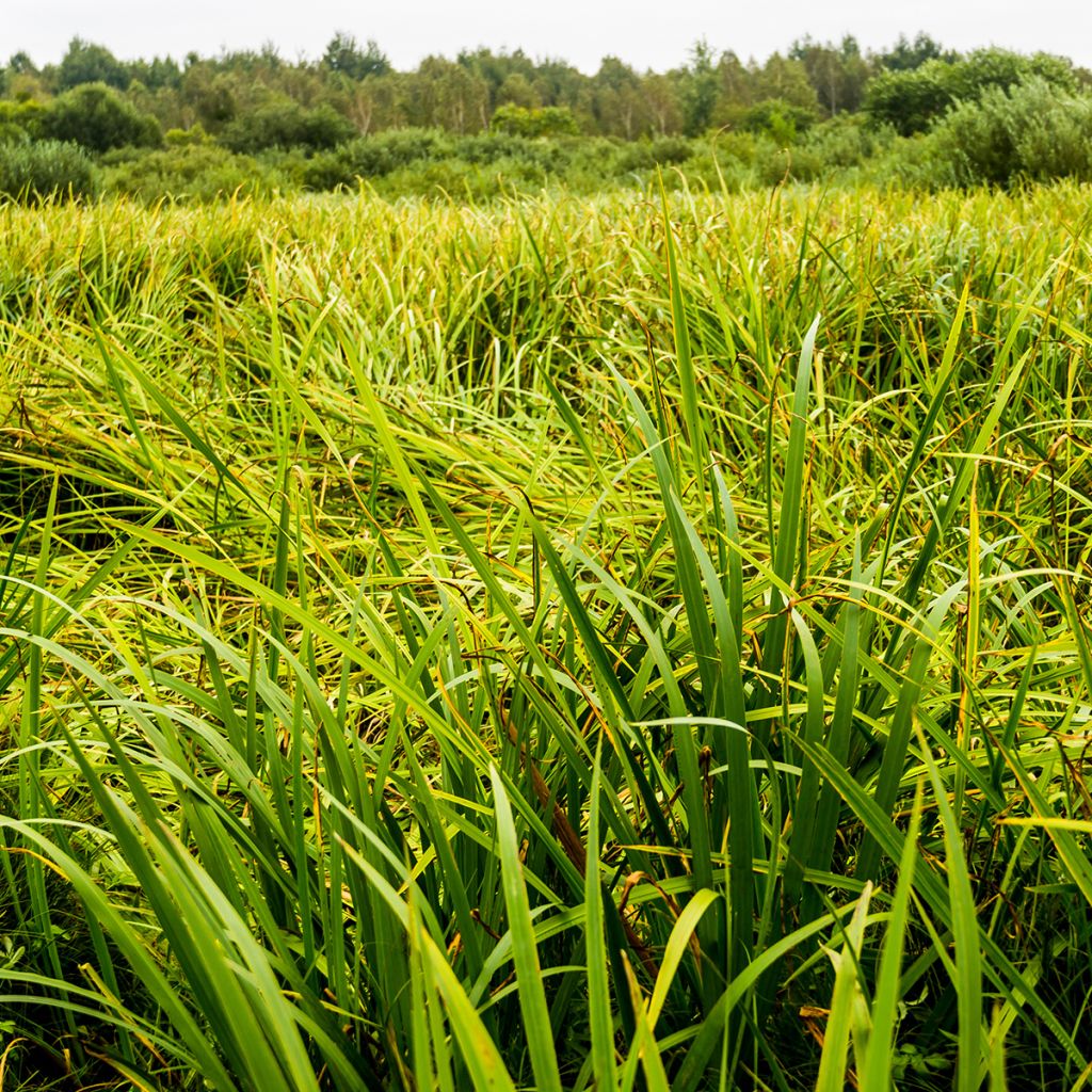 Acorus gramineus - Gras-Kalmus