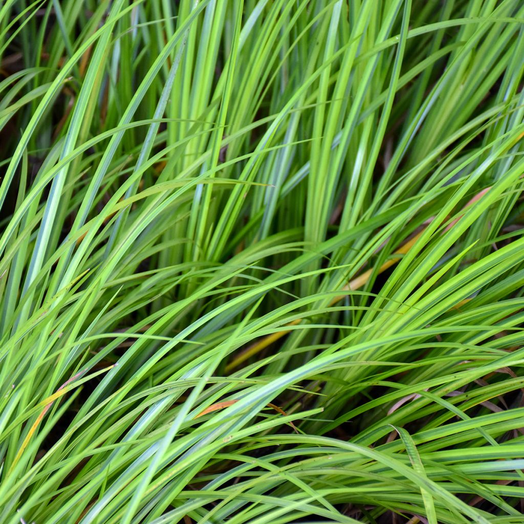 Acorus gramineus - Gras-Kalmus